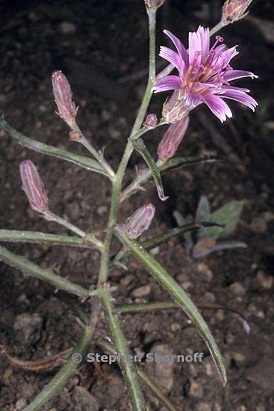 stephanomeria lactucina 3 graphic